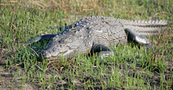 Okavango crocodile